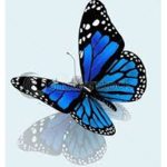 tiny blue butterflies