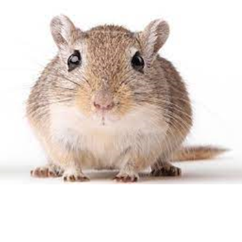 superjocker250's Place