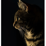 .Cats United