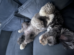 PuppysAreCute