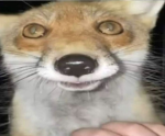 Fox Crew (new)