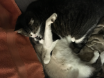 My very cute cats