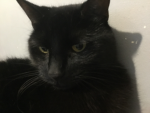 Cats and dogs:Paisleys group!