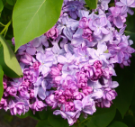Lilac Production Group