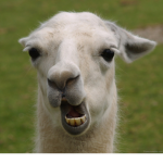 LLAMAS ARE COOL