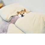 dogebread group