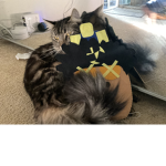 My good cat