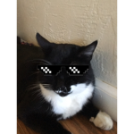Meow cat gang CATS CATS CATS
