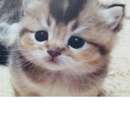 Cat Tycoon
