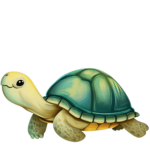 turtle studio creations inc