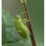 !Bugs united!