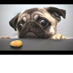 The Lords Of Pugs