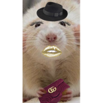 Fᴀɴᴄʏ Rᴀᴛs