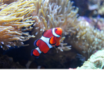 FISH COME TOGETHER