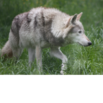 roblox wolf gaming group