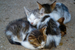 Kitty Freunde