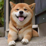 123群族