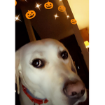 -Aʀᴡʏɴ’s Hᴀʟʟᴏᴡᴇᴇɴɪᴇs-