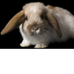 The bunny group.
