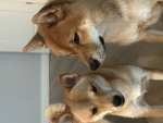Misoikikidogs
