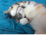 Kitty cattssss
