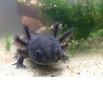 Black Axolotl's