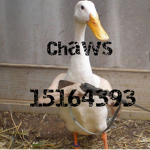 Chaws Gang