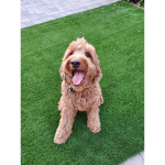 Harry dog group