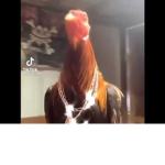 ChickenWdrip
