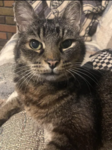 OctoberMyCat’s friends