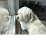 tinyourface fan club