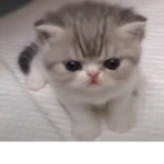 Jolly Cats