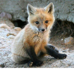 Fox Squad! <3