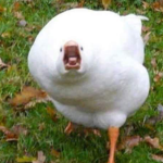 큐큐