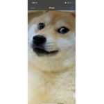 Doge raiding group/ doge army