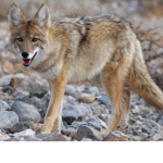 Team Coyote Squad