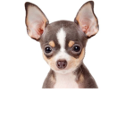 team chihuahua forever