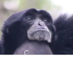 Monkey is cool