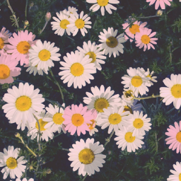 ✯