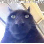 Cat Stares at you
