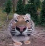 Goofy Tiger Army