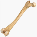 Bone-Company
