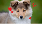doggos' are great