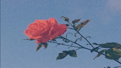 Red rose (Soft Aestetic) Roblox decal