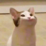 pop cat war!!!!!!!