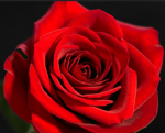 FLOWER ENT.