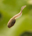 Tadpole Tomfoolery