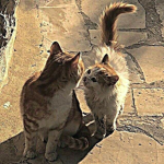 Amen a los gatos