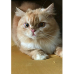 cattgang