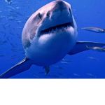 shark group!